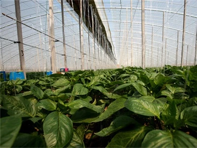 In hot summer, how to cool down the greenhouse agricultural film?