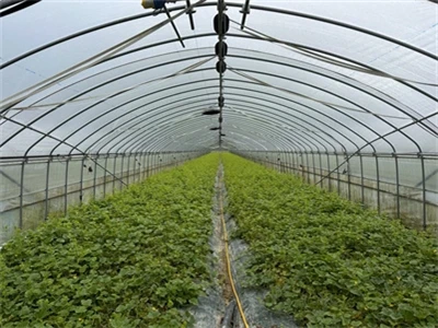 How to solve the phenomenon of wrinkled agricultural film
