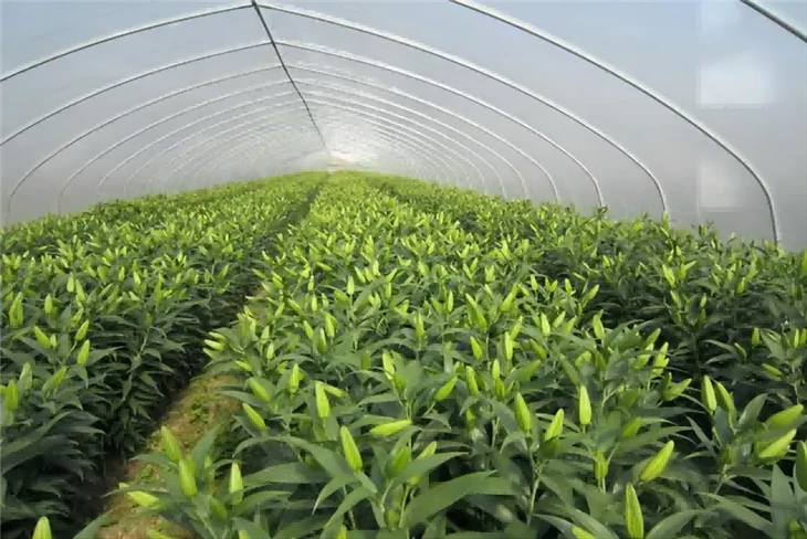 5 Years UV Protection Film For Lily