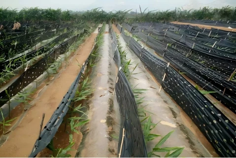 Degradable Mulch For Ginger