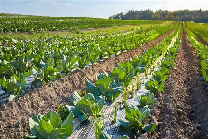 Degradable Mulch