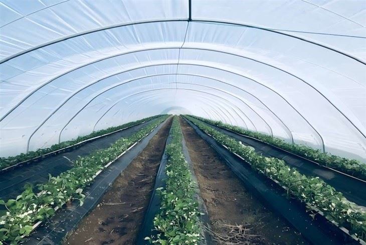 Drip Plastic Film