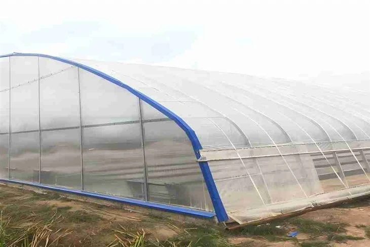 EVA Greenhouse Film