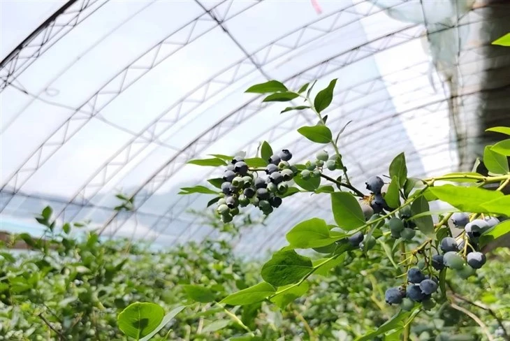 Longevity Agricultural Film