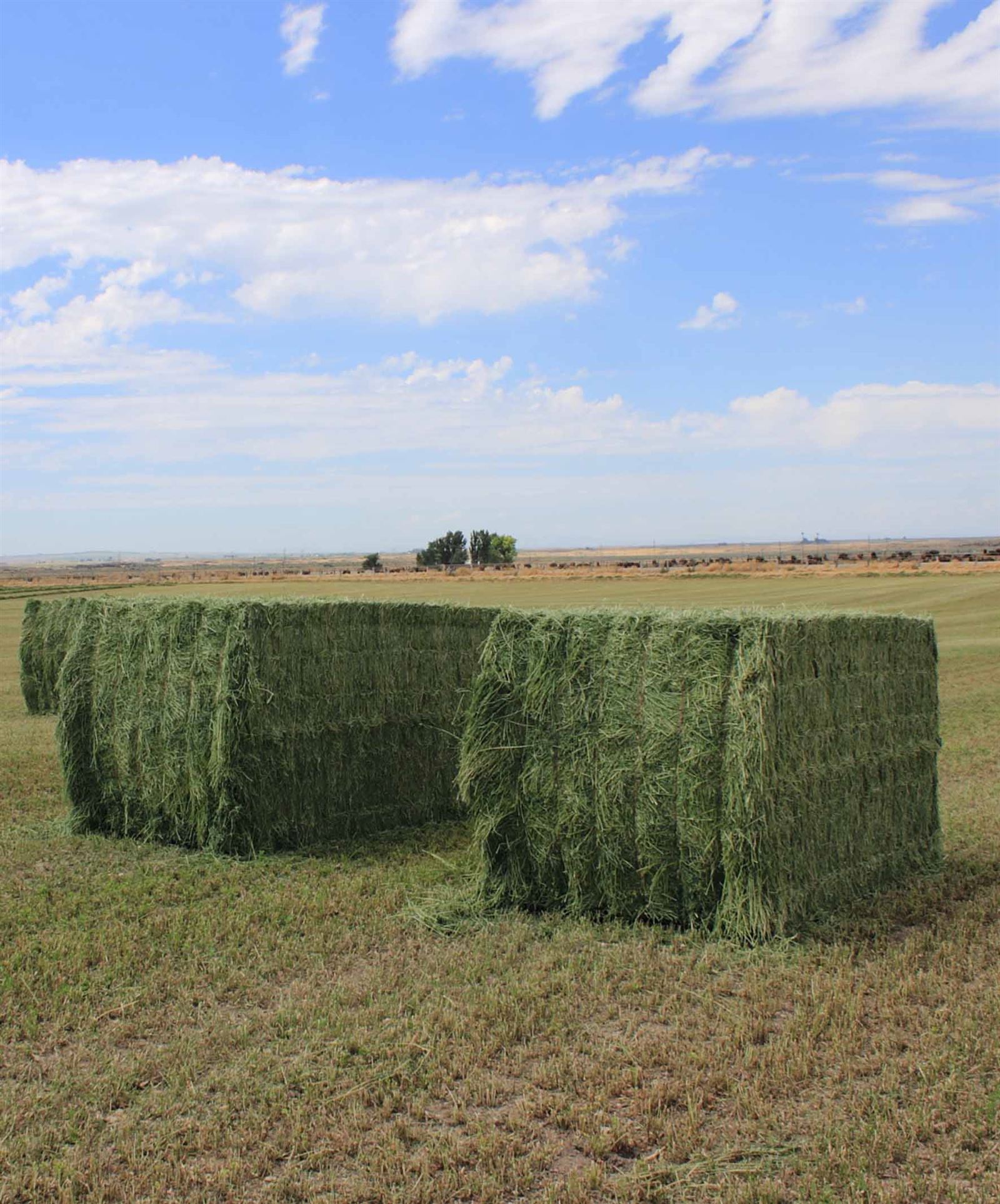 silage 1 silage 1
