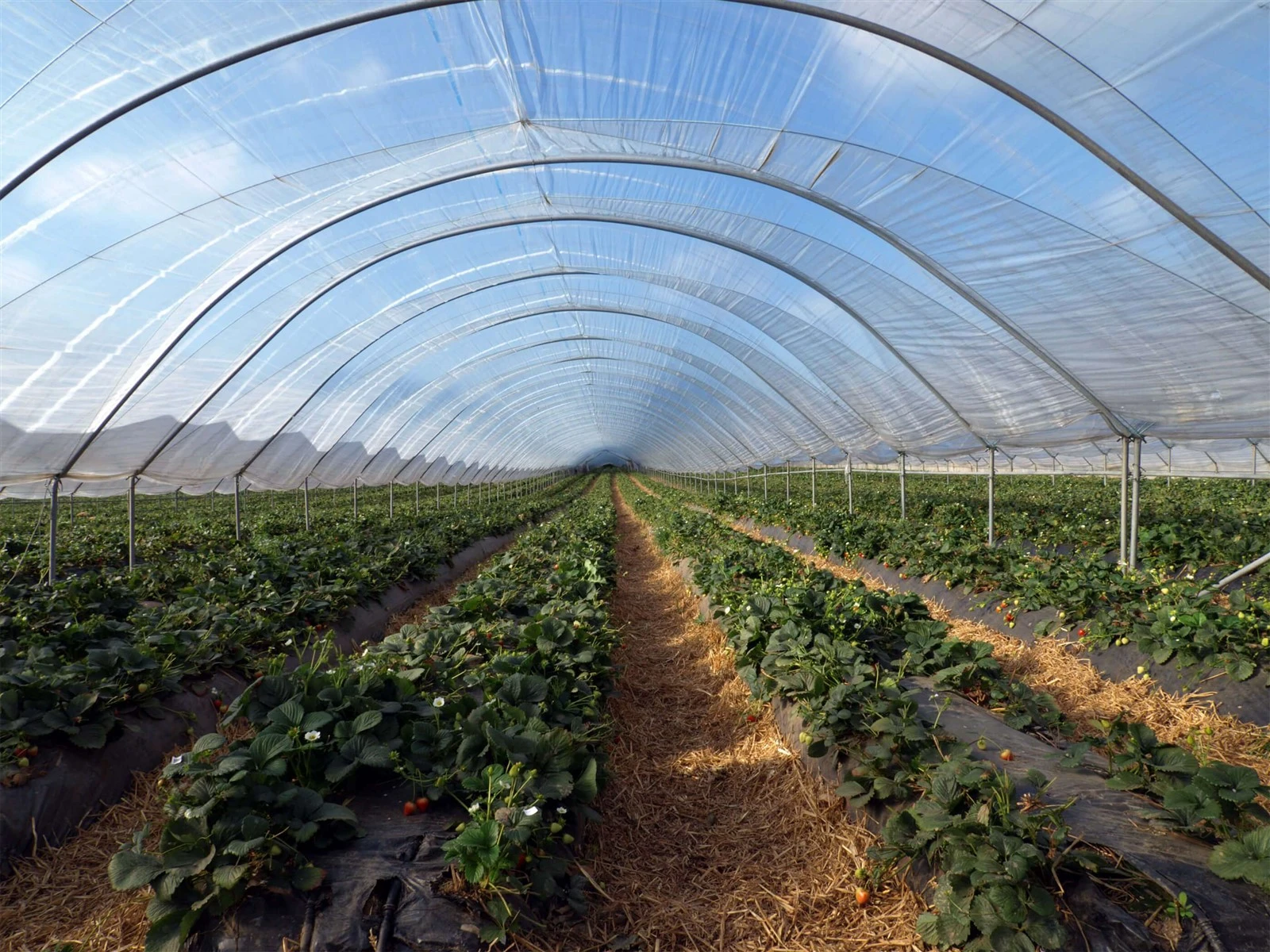 greenhouse film1