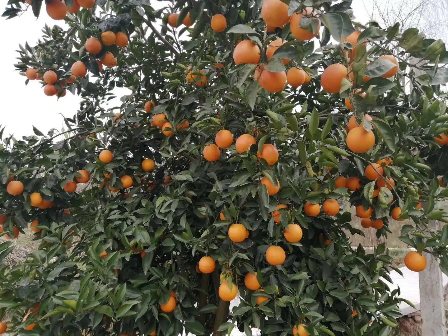srchttpss2meipianmeusers7041756522c59a82387cae9dfda439715516b8c3jpgmeipian-rawbucketivwenkeydXNlcnMvNzA0MTc1NjUvMjJjNTlhODIzODdjYWU5ZGZkYTQzOTcxNTUxNmI4YzMuanBnsignde841256d94450f93945beb97d22ea89j