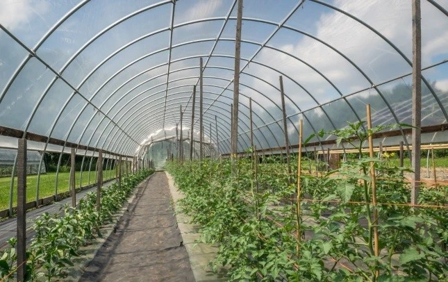 Greenhouse-film-RStcm1010-17150