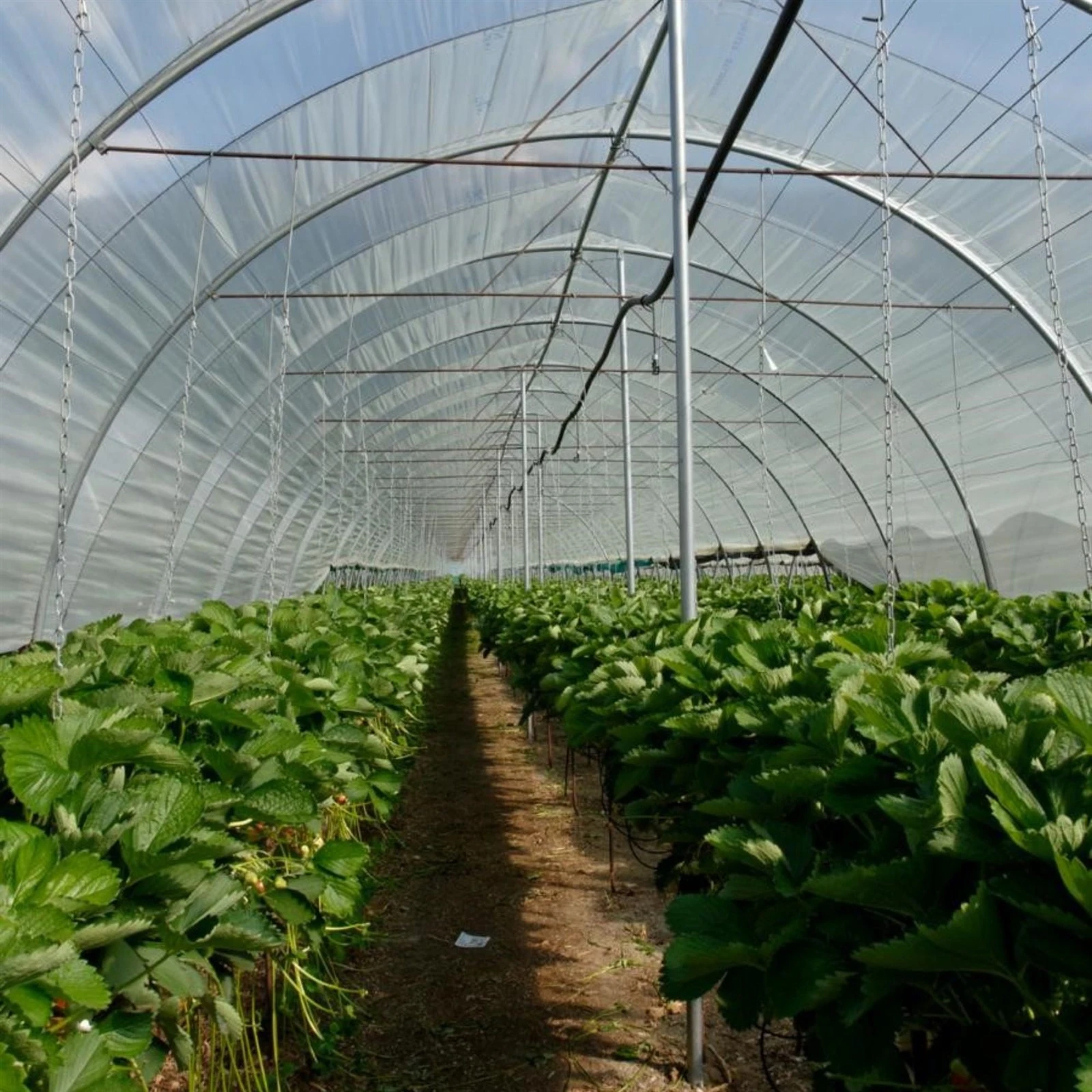polyfab-greenhouse-plastic-film polyfab-greenhouse-plastic-film