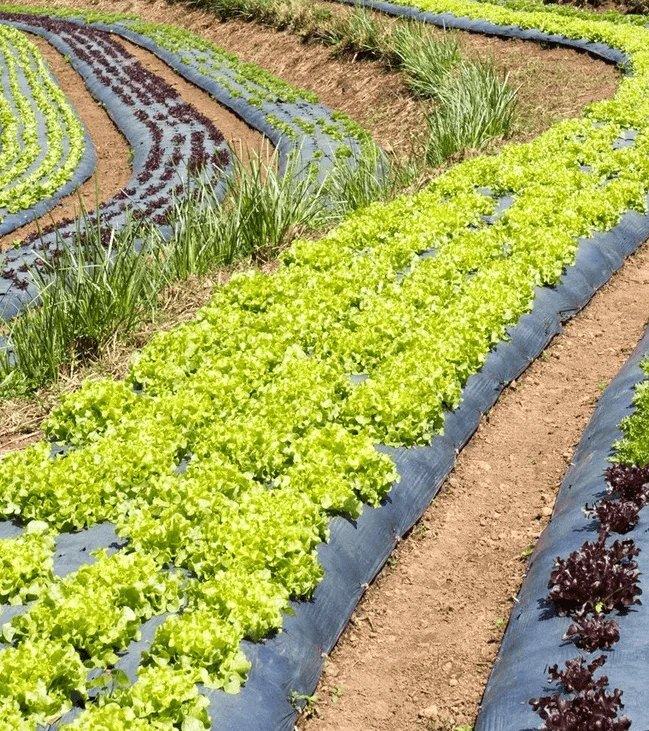 Agriculture Agriculture