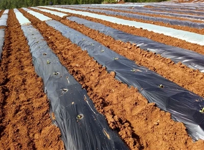 Shouzheng Knowledge Class: Various Categories Of Mulch
