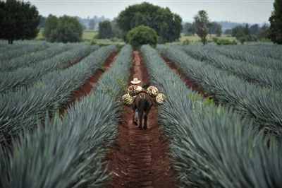 Shouzheng Knowledge Class: Agricultural Film In Mexico