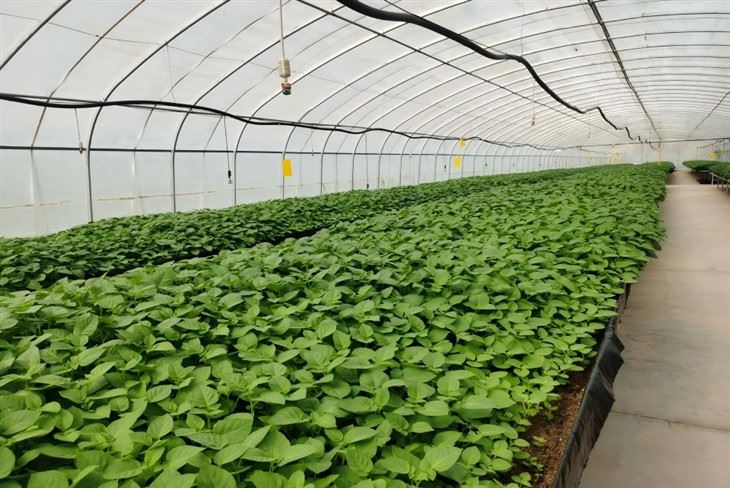 PO Greenhouse Plastic Film For Potato
