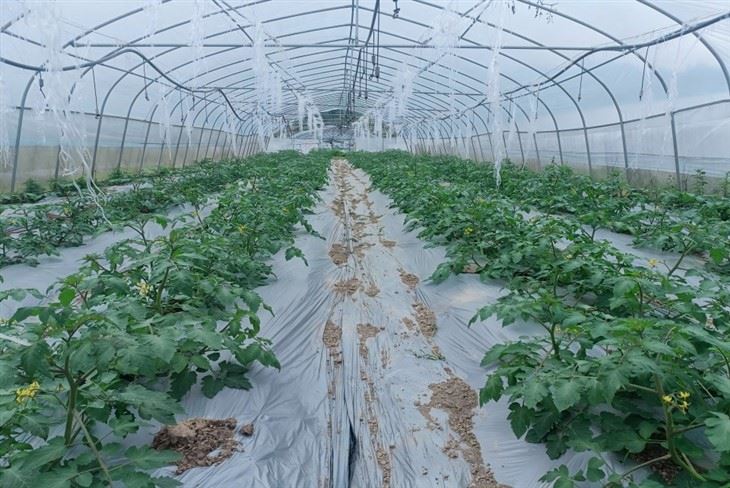 PO Greenhouse Plastic Film For Tomato
