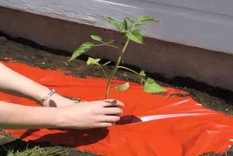 Red Heat Preservation Mulch Film