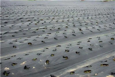 Biodegradable Mulch For Family Gardening
